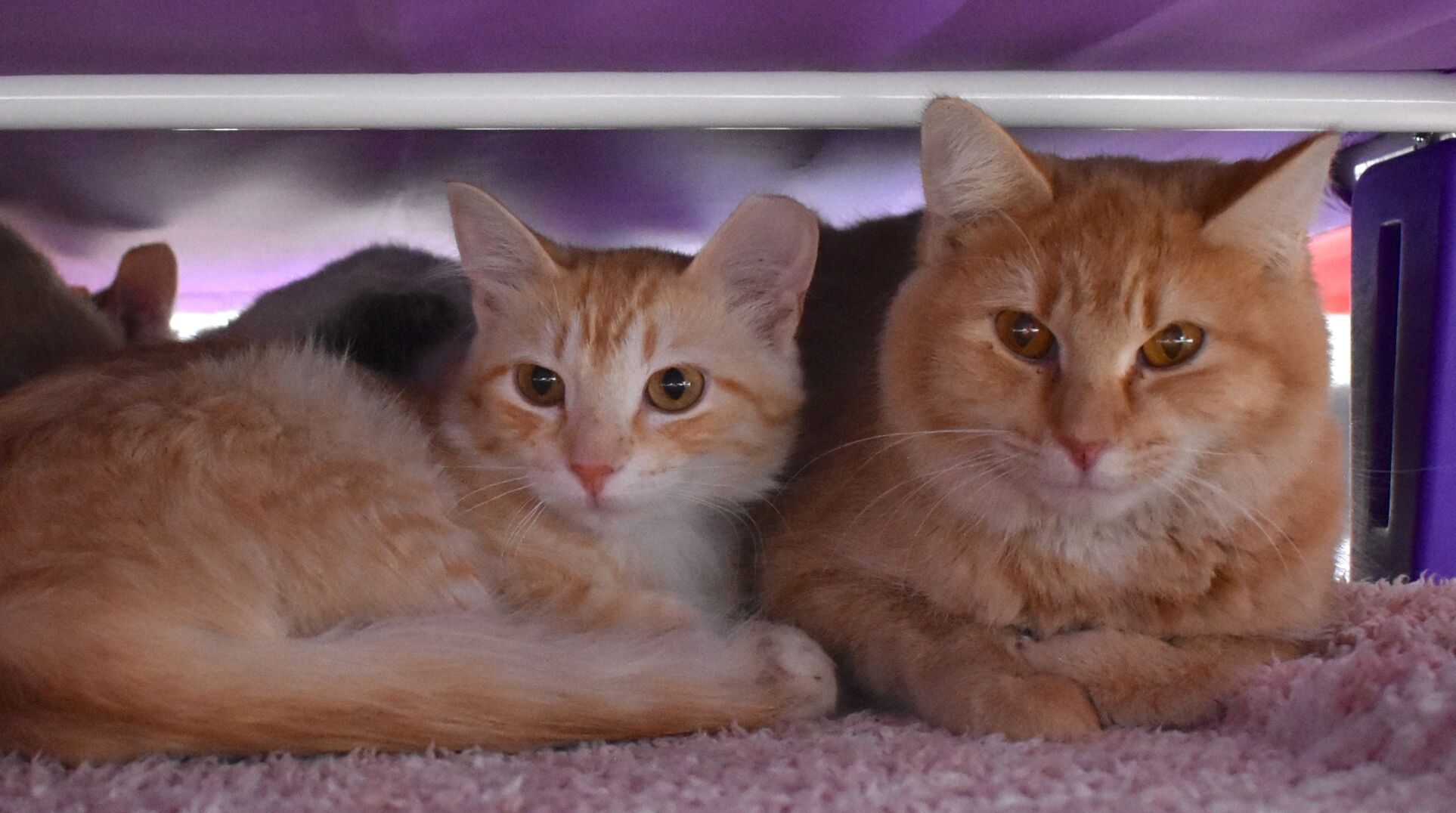Furball Farm 5